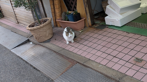 魚屋にいた猫。こちらを見て威嚇している。